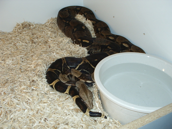 Adult Female BCI